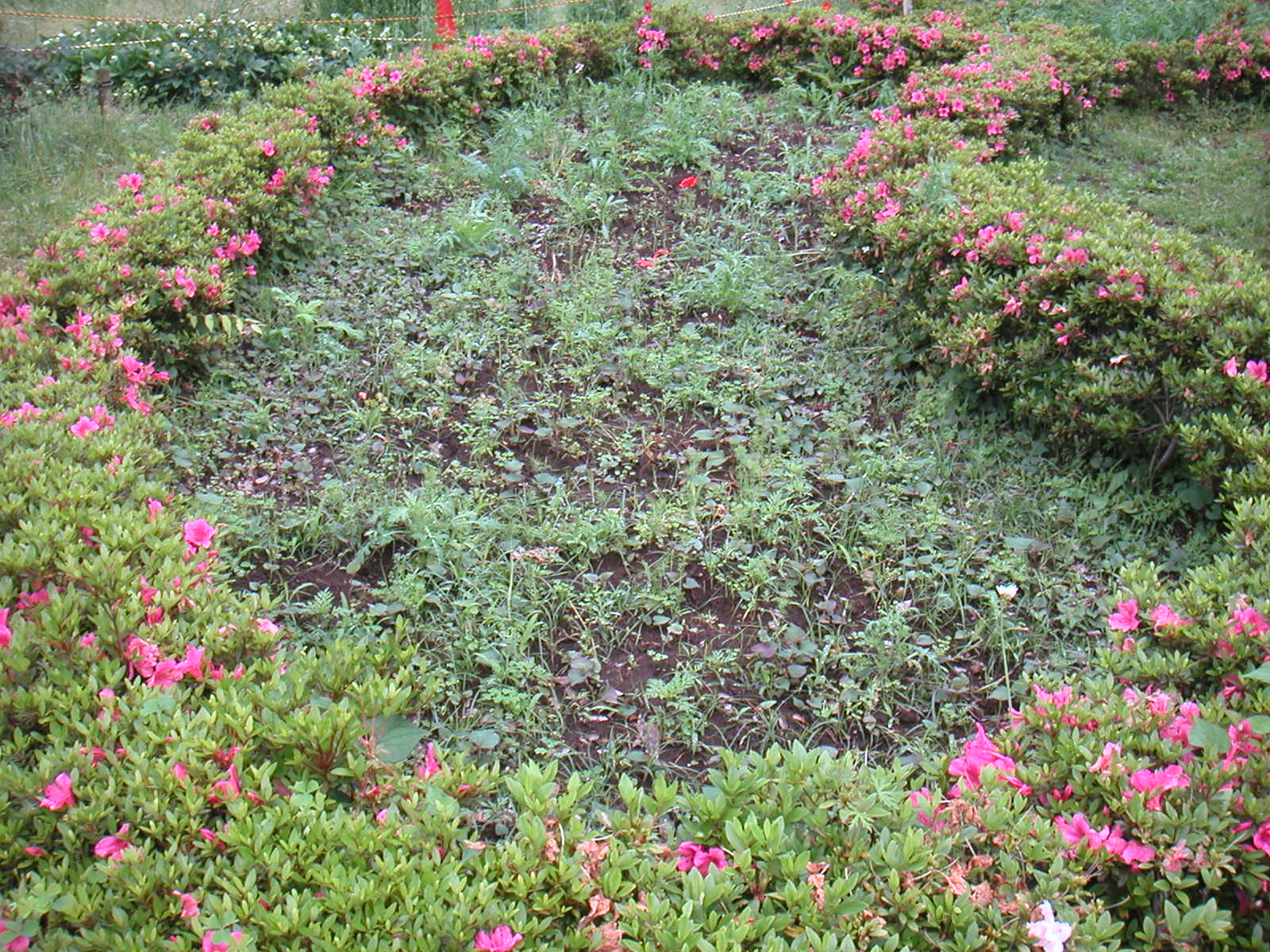 五輪宿舎前花壇：植替え苗のSetting