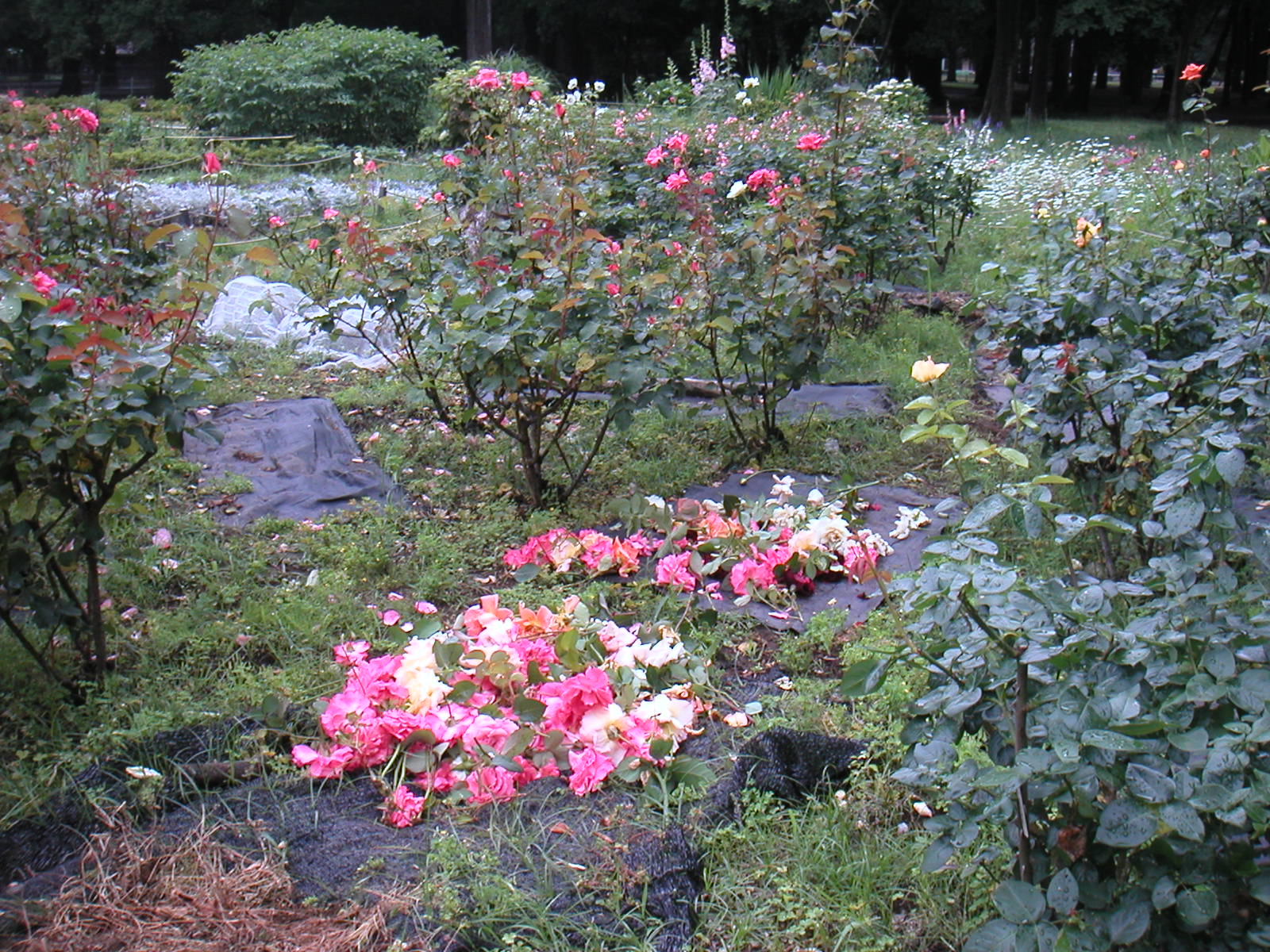 歳時記花壇：皇帝ダリア　やっと出来た蕾確認　これからの開花は？　来年の開花に期待
